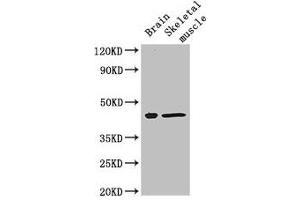 Western Blot Positive WB detected in: Mouse brain tissue, Mouse skeletal muscle tissue All lanes: FAM43A antibody at 3 μg/mL Secondary Goat polyclonal to rabbit IgG at 1/50000 dilution Predicted band size: 46 kDa Observed band size: 46 kDa