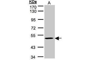 Image no. 1 for anti-MYC-Associated Zinc Finger Protein (Purine-Binding Transcription Factor) (MAZ) (C-Term) antibody (ABIN2855171)