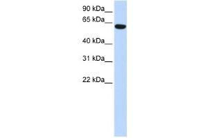Image no. 1 for anti-Coiled-Coil Domain Containing 11 (CCDC11) antibody (ABIN2459909)