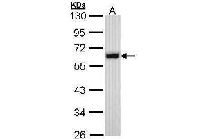 WB Image Sample (30 ug of whole cell lysate) A: Hep G2 , 10% SDS PAGE antibody diluted at 1:1000