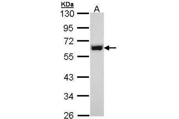 anti-Non-POU Domain Containing, Octamer-Binding (NONO) (N-Term) antibody