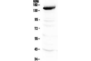 Image no. 4 for anti-Fms-Related Tyrosine Kinase 4 (FLT4) (AA 25-259) antibody (ABIN5693136)