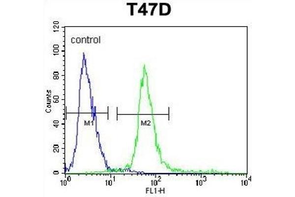 KCTD12 抗体  (AA 242-269)