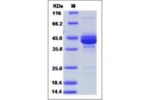 Image no. 1 for Calcitonin-Related Polypeptide alpha (CALCA) (AA 1-141) protein (Fc Tag) (ABIN2005597)