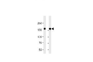 FLT4 Antikörper  (AA 1-439)
