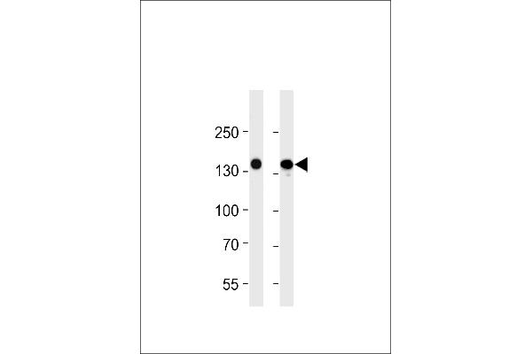 FLT4 Antikörper  (AA 1-439)