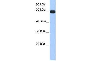 Image no. 1 for anti-Zinc Finger Protein 100 (ZNF100) antibody (ABIN2458225)