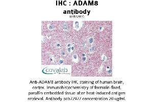 Image no. 1 for anti-ADAM Metallopeptidase Domain 8 (ADAM8) (AA 763-824) antibody (ABIN1731521)