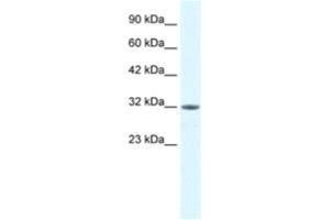 Image no. 1 for anti-Mortality Factor 4 Like 2 (MORF4L2) antibody (ABIN2460791)