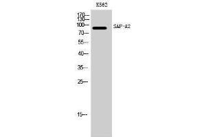 Image no. 1 for anti-Heterogeneous Nuclear Ribonucleoprotein U-Like 2 (HNRNPUL2) (C-Term) antibody (ABIN3186871)