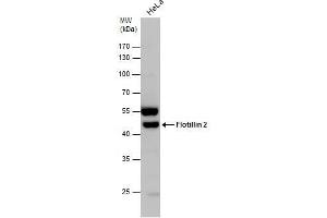 WB Image Flotillin 2 antibody detects Flotillin 2 protein by western blot analysis.