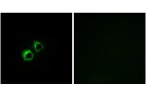 Image no. 3 for anti-Mitochondrial Ribosomal Protein S21 (MRPS21) (AA 38-87) antibody (ABIN1535021)