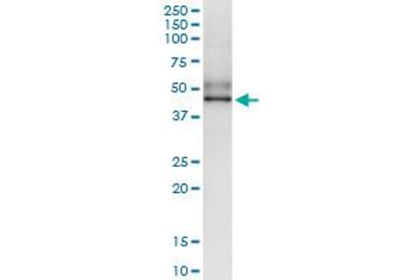 SGK196 anticorps  (AA 1-350)