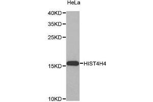 Image no. 2 for anti-Histone Cluster 4, H4 (HIST4H4) antibody (ABIN1512996)
