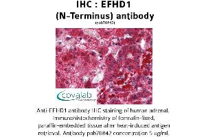 Image no. 1 for anti-EF-Hand Domain Family, Member D1 (EFHD1) (N-Term) antibody (ABIN1733906)