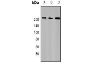 Image no. 1 for anti-TBP-Associated Factor 172 (BTAF1) (full length) antibody (ABIN6005250)