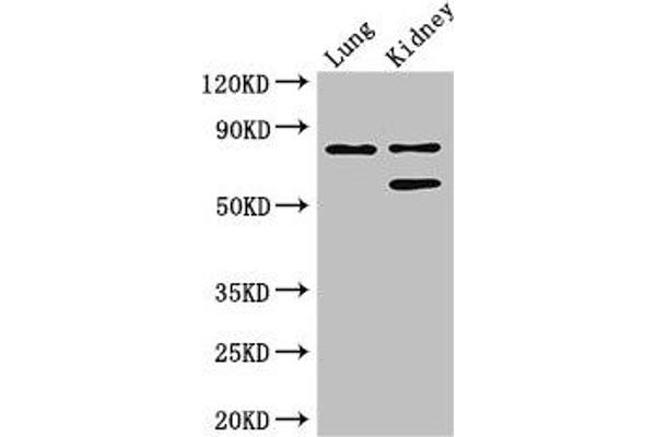 LEPREL1 antibody  (AA 301-528)