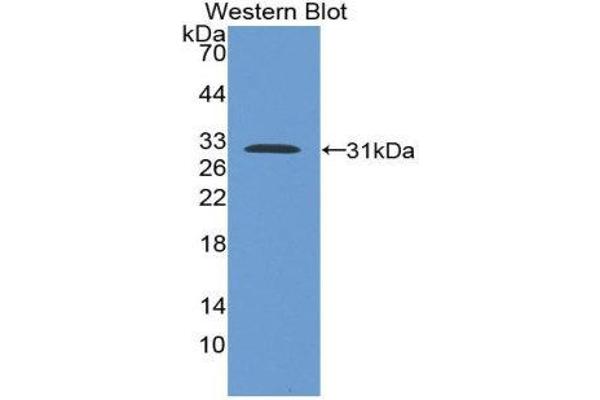 A2BP1 antibody  (AA 149-399)