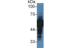 Image no. 3 for anti-alpha-2-HS-Glycoprotein (AHSG) (AA 19-300) antibody (ABIN1077777)
