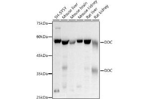 DDC anticorps  (AA 1-100)