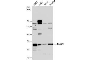 Image no. 1 for anti-Fanconi Anemia, Complementation Group C (FANCC) (Center) antibody (ABIN2854743)