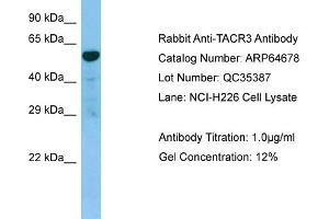 Image no. 1 for anti-Tachykinin Receptor 3 (TACR3) (C-Term) antibody (ABIN2789921)