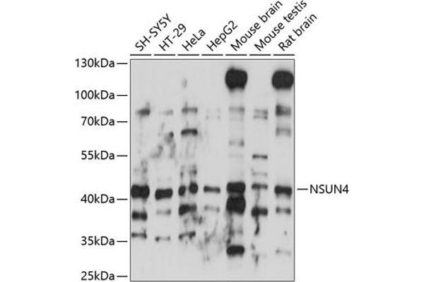 NSUN4 抗体  (AA 26-290)