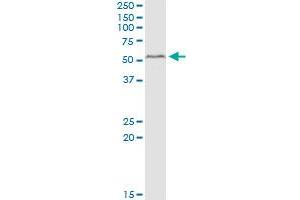 PEX14 MaxPab polyclonal antibody.