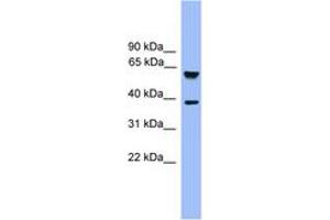 Image no. 1 for anti-F-Box and Leucine-Rich Repeat Protein 12 (FBXL12) (C-Term) antibody (ABIN6745306)