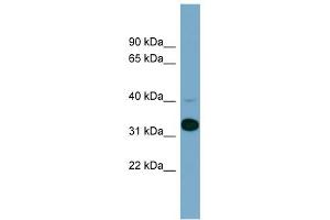 Image no. 2 for anti-Methionyl Aminopeptidase 1 (METAP1) (N-Term) antibody (ABIN2786084)