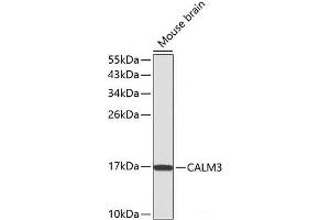 Western blot analysis of extracts of Mouse brain using CALM3 Polyclonal Antibody.