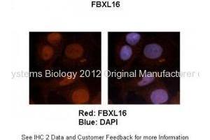 Image no. 1 for anti-F-Box and Leucine-Rich Repeat Protein 16 (FBXL16) (N-Term) antibody (ABIN2785265)