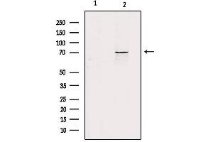 Image no. 2 for anti-Zona Pellucida Glycoprotein 1 (ZP1) antibody (ABIN6258426)
