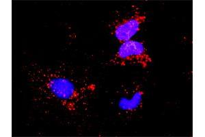 Proximity Ligation Assay (PLA) image for anti-Nuclear Factor of kappa Light Polypeptide Gene Enhancer in B-Cells 1 (NFKB1) (AA 860-969) antibody (ABIN561981)