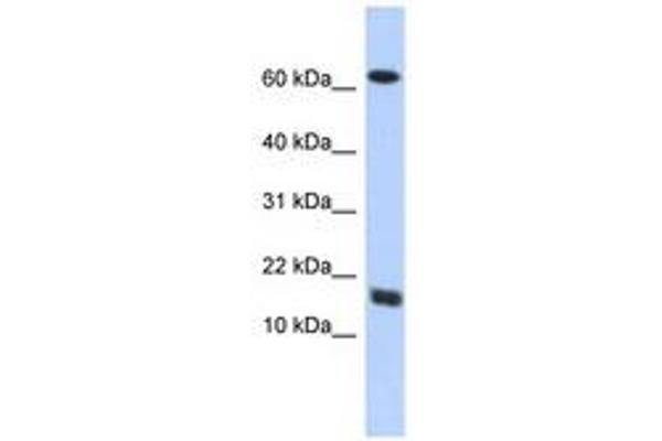 C4orf46 Antikörper  (AA 35-84)