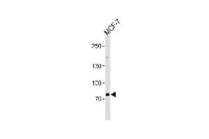 ZN Antibody (Center) (ABIN1538236 and ABIN2849913) western blot analysis in MCF-7 cell line lysates (35 μg/lane).