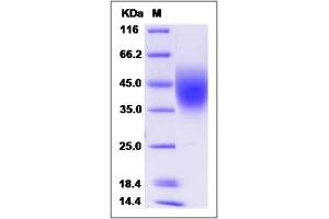 Image no. 1 for CD58 (CD58) (AA 1-215) protein (His tag) (ABIN2005203)