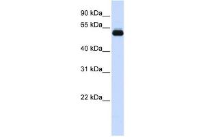 TRIM60 Antikörper  (N-Term)