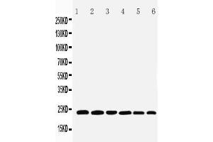 Image no. 3 for anti-Synaptosomal-Associated Protein, 23kDa (SNAP23) (AA 192-211), (C-Term) antibody (ABIN3044163)