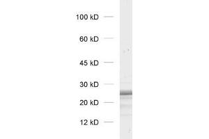 Image no. 1 for anti-Synaptosomal-Associated Protein, 23kDa (SNAP23) (AA 86-210) antibody (ABIN1742238)