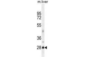 Image no. 1 for anti-DnaJ (Hsp40) Homolog, Subfamily B, Member 8 (DNAJB8) (AA 48-78), (N-Term) antibody (ABIN951945)