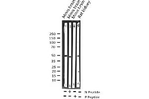 SRF antibody  (pSer99)