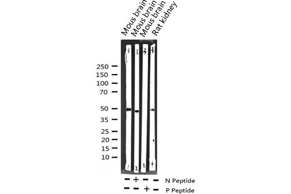 SRF antibody  (pSer99)