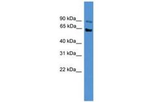 Mucolipin 3 antibody  (AA 201-250)