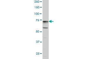 Image no. 2 for anti-Doublecortin-Like Kinase 1 (DCLK1) (AA 640-729) antibody (ABIN563973)