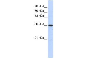 Image no. 1 for anti-Aldo-Keto Reductase Family 7, Member A3 (Aflatoxin Aldehyde Reductase) (AKR7A3) (Middle Region) antibody (ABIN2785904)