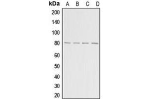Image no. 3 for anti-Adenosine Deaminase, RNA-Specific, B1 (ADARB1) (Center) antibody (ABIN2705405)