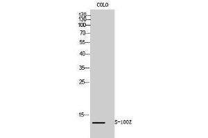 Image no. 1 for anti-S100 Calcium Binding Protein Z (S100Z) (N-Term) antibody (ABIN3186867)
