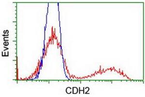 Image no. 2 for anti-Cadherin 2 (CDH2) antibody (ABIN1499626)