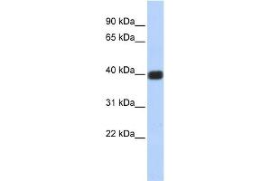 Image no. 1 for anti-Gap Junction Protein, delta 2, 36kDa (GJD2) (Middle Region) antibody (ABIN2774866)